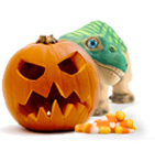 HalloweenPleo